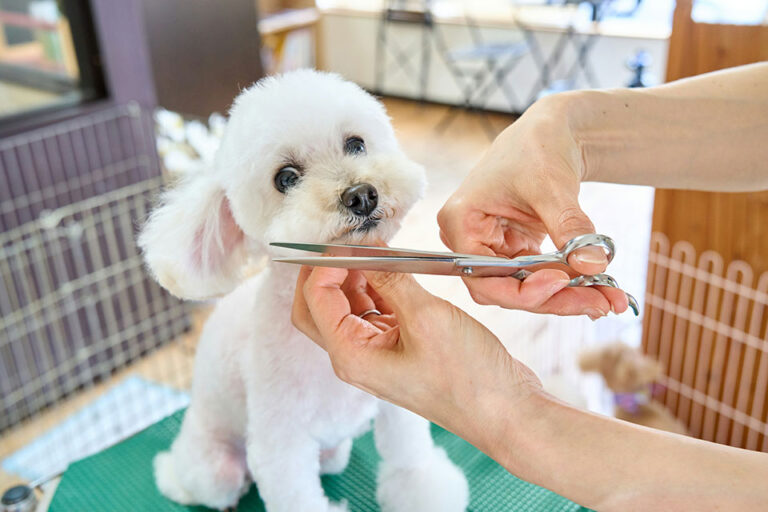 [phtot] - dog being groomed