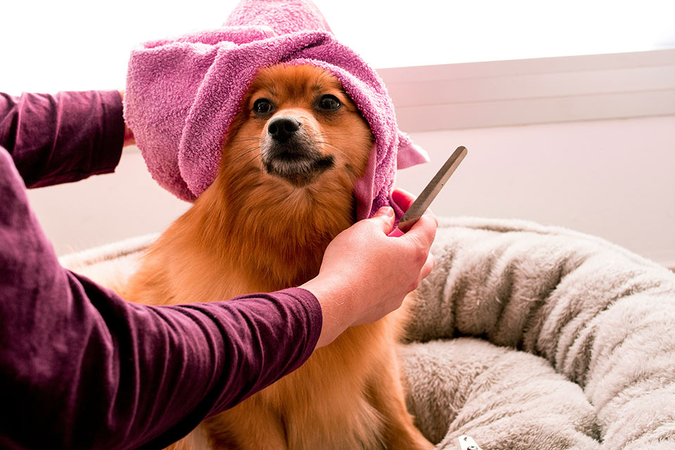 [phtot] - dog being groomed