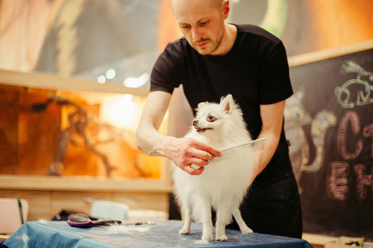 [phtot] - dog being groomed
