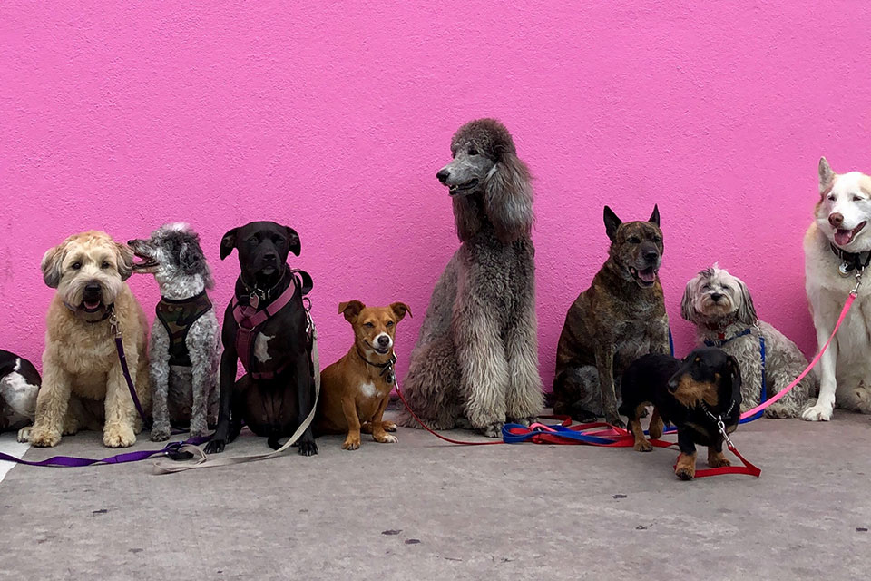 [phtot] - many dogs of different breeds